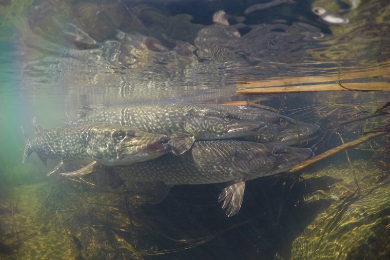 Der Hecht ist Fisch des Jahres 2023