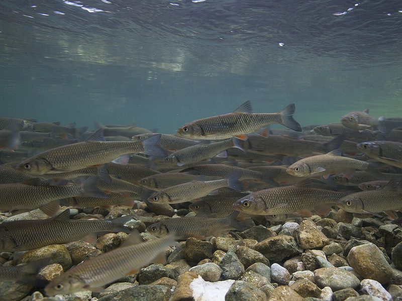Das unbeachtete Fischsterben in der Schweiz