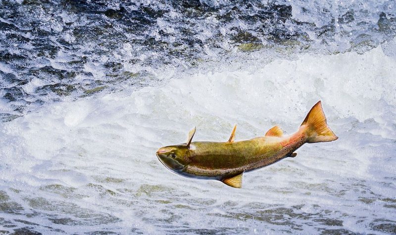 Durch die Wasserkraftwerke verschwand auch der Lachs aus dem Rhein.