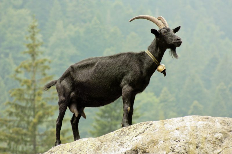 Nera Verzasca: robuste und kräftige Ziege aus dem Tessin