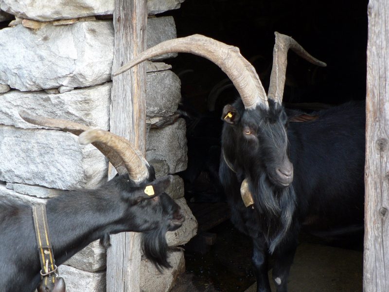 Nera Verzasca: robuste und kräftige Ziege aus dem Tessin
