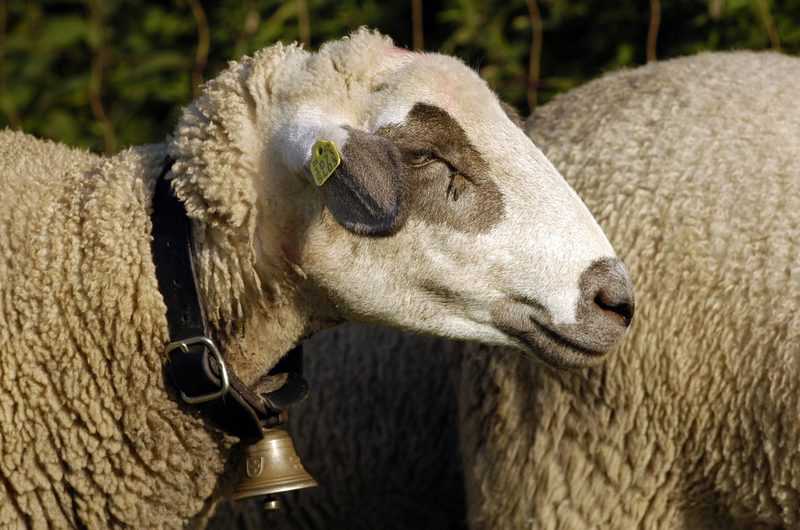 Das Spiegelschaf: Auffällige Kopffärbung
