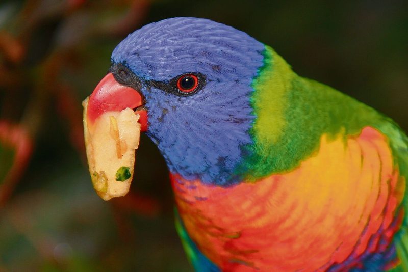Vögel wie dieser Gebirgslori sehen auch ultraviolettes Licht.