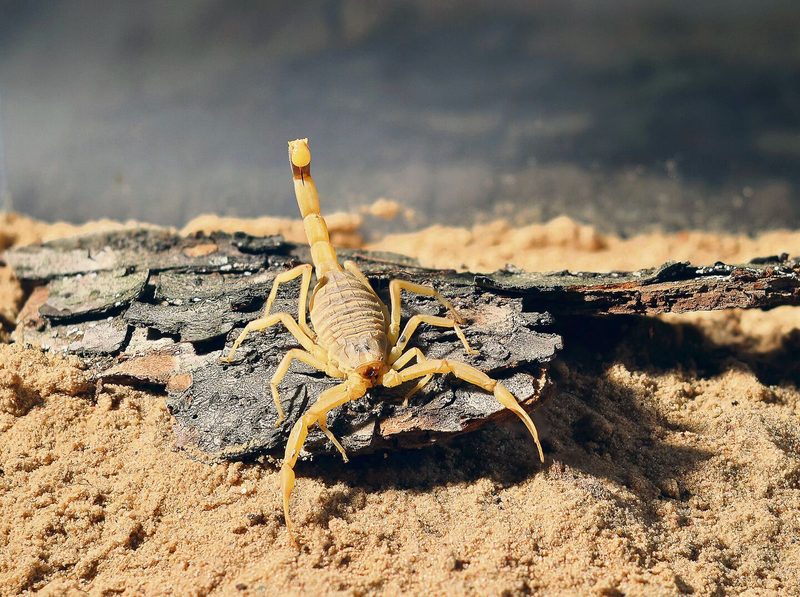 Der Gelbe Mittelmeerskorpion hat einen imposanten toxischen Stachel.