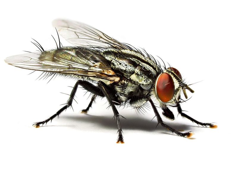 Fliege