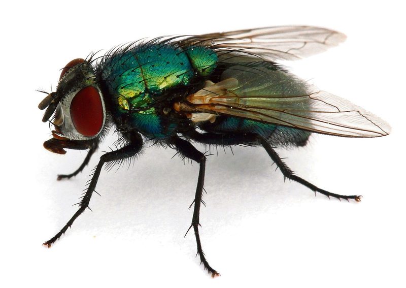 Fliege