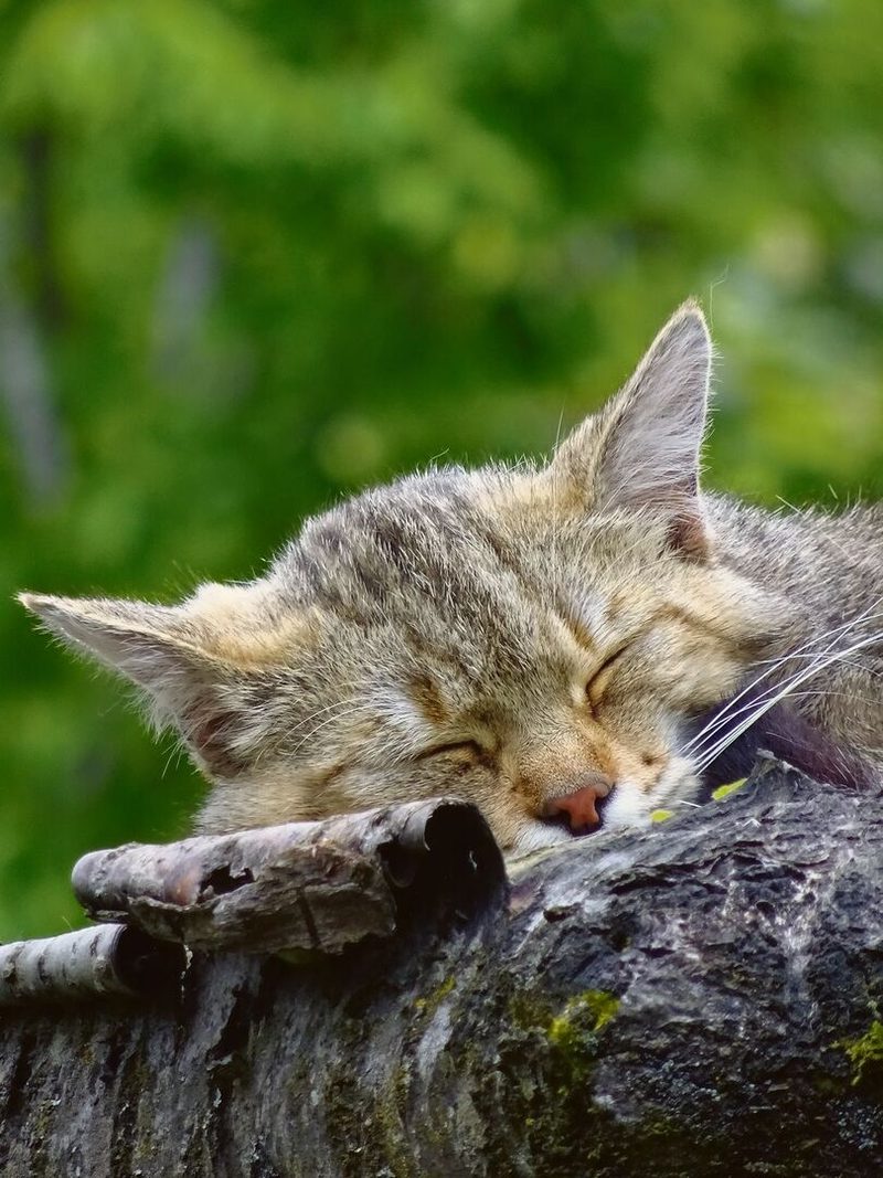 Die Wildkatze lässt sich von nichts und niemandemin ihrem Schlaf unterbrechen.