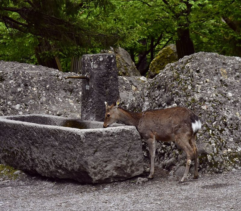 Der Sikahirsch lebt in der Freilaufzone.