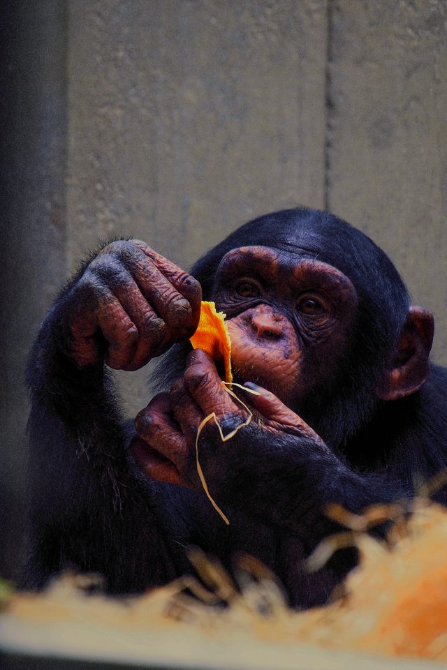150 Jahre Basler Zoo: Eine Stadt-Oase voller Geschichte
