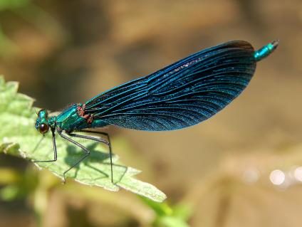 03-blaufluegel-prachtlibelle-lucviatour-ccbysa3.jpeg