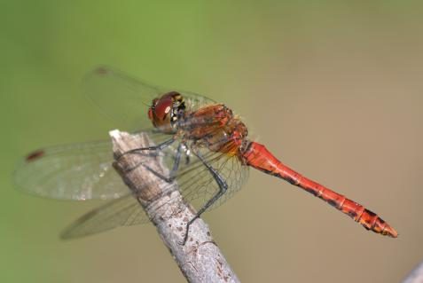 05-blutrote-heidelibelle-quartl-ccbysa3.jpg