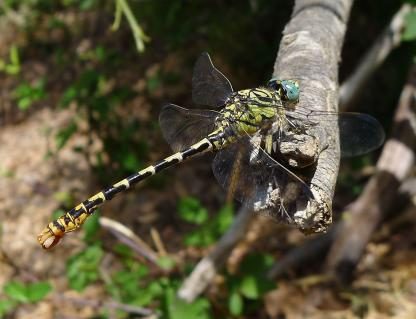 13-kleine-zangenlibelle-gail-hampshire-ccby2.jpg