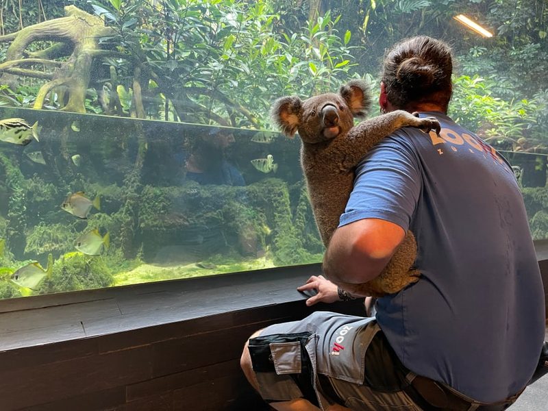 Koala Uki erkundet Zoo Zürich