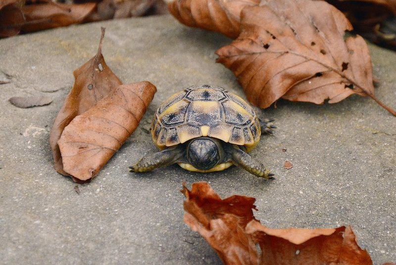 Schildkröte am Fressen