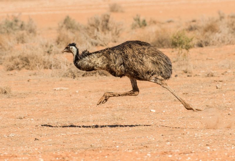 Wie die australische Armee gegen Emus verlor