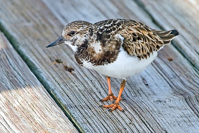Diese Zugvögel fliegen im Juli durch die Schweiz