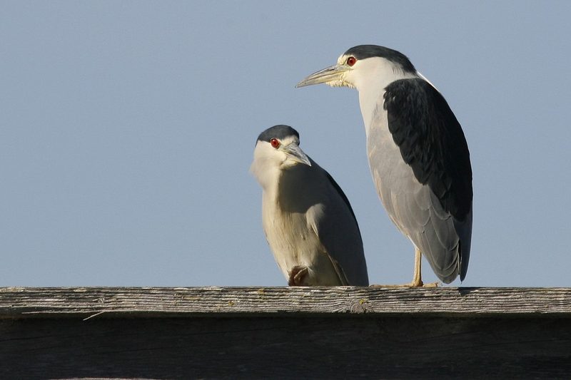 Diese Zugvögel fliegen im Juli durch die Schweiz