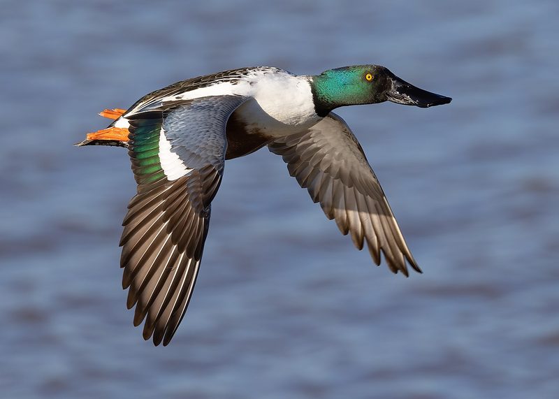 Diese Zugvögel fliegen im Juli durch die Schweiz
