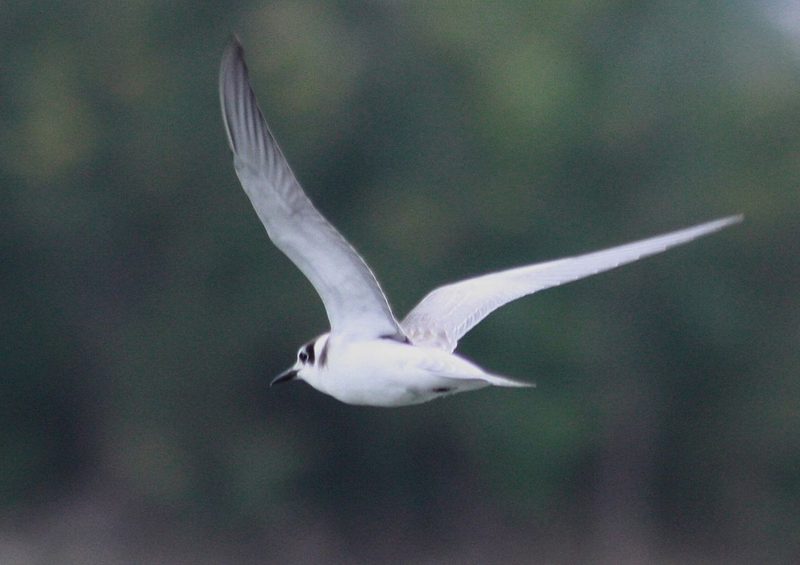 Diese Zugvögel fliegen im Juli durch die Schweiz