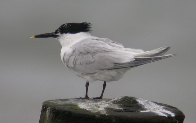 Diese Zugvögel fliegen im Juli durch die Schweiz