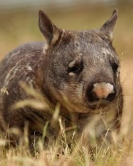 Wombat