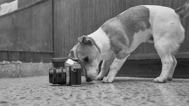 «Eine gute Tierfotografin kennt die Verhaltensweisen und Bedürfnisse der Vierbeiner.»