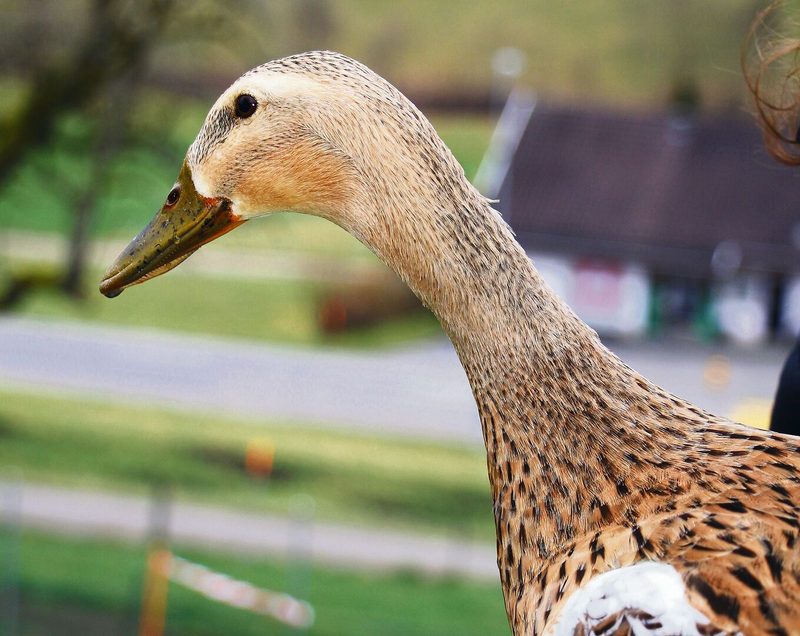 Laufenten gibt es in vielen verschiedenen Farbenschlägen. Hier ein Weibchen in der Wildfarbe.