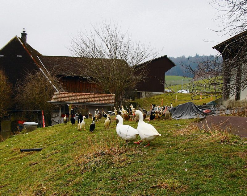 Die Laufenten und beide Gänse haben eine umzäunte Kuhweide mit grossem Schutzhaus zur Verfügung.