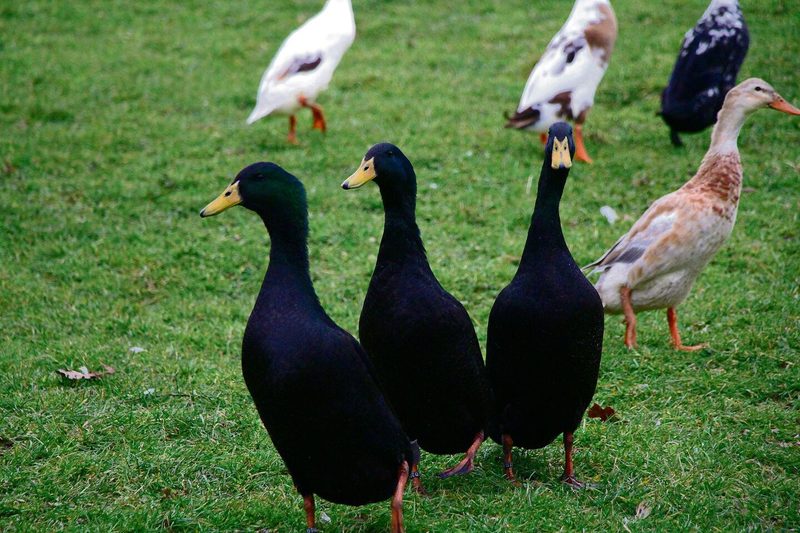 Aufrecht watschelt dieses Trio über das Gras, schnattert und äugt mit wachsamem Blick um sich.