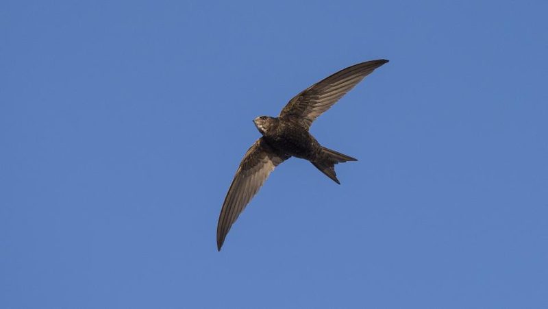 Mauersegler im Flug