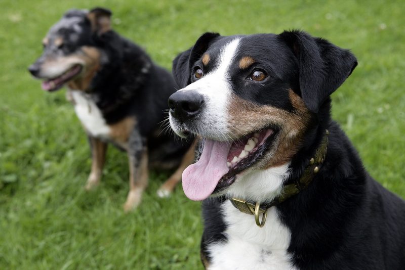 Der Appenzeller Sennenhund ist ein unbestechlicher Wächter