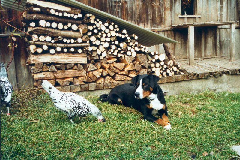 Der Appenzeller Sennenhund ist ein unbestechlicher Wächter