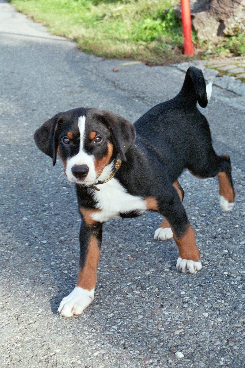 Der Appenzeller Sennenhund ist ein unbestechlicher Wächter