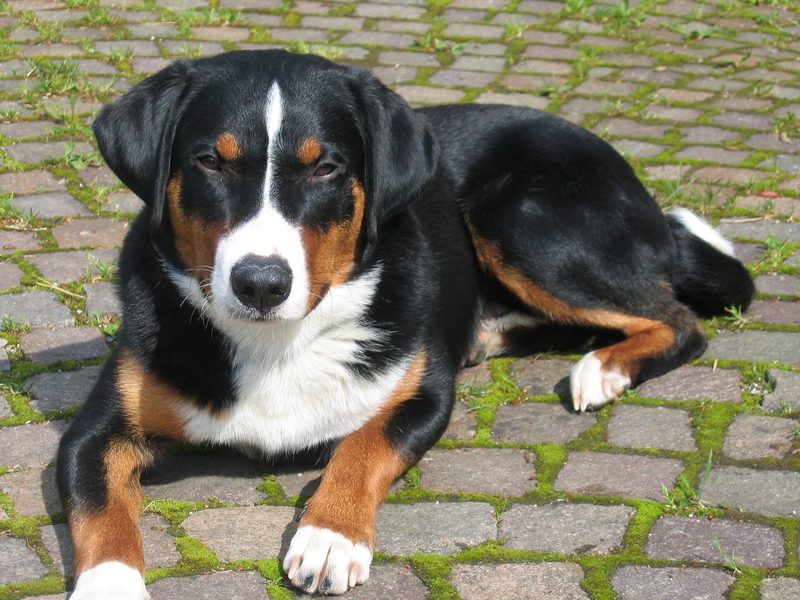Der Appenzeller Sennenhund ist ein unbestechlicher Wächter