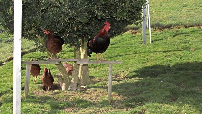 Sträucher im Hühnerauslauf