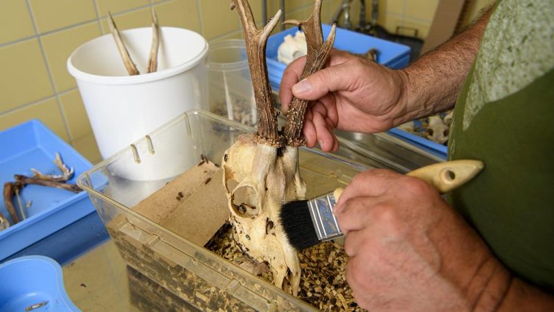 Tierpräparator Peter Zimmerman putzt Käfer vom Schädel