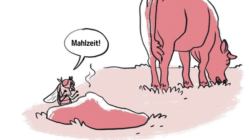 «Insekten sind nicht flauschig, aber cool.»