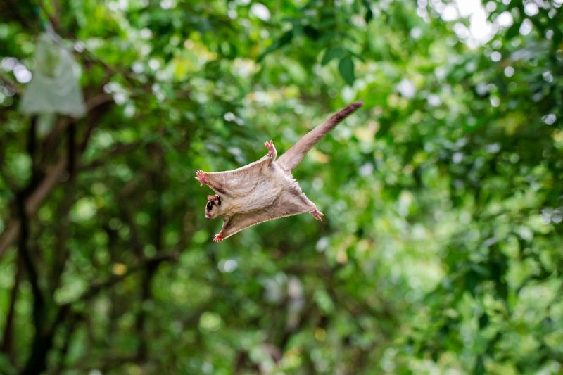 Kurzkopfgleitbeutler (Sugar Glider)