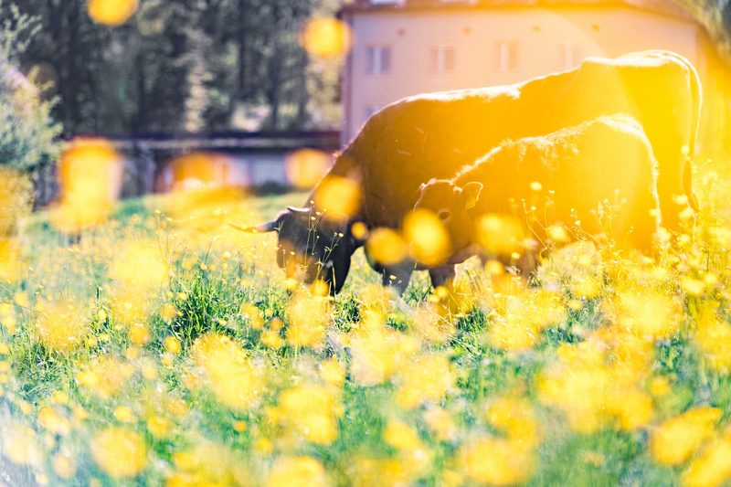 Landwirtschaftslehre am Goetheanum