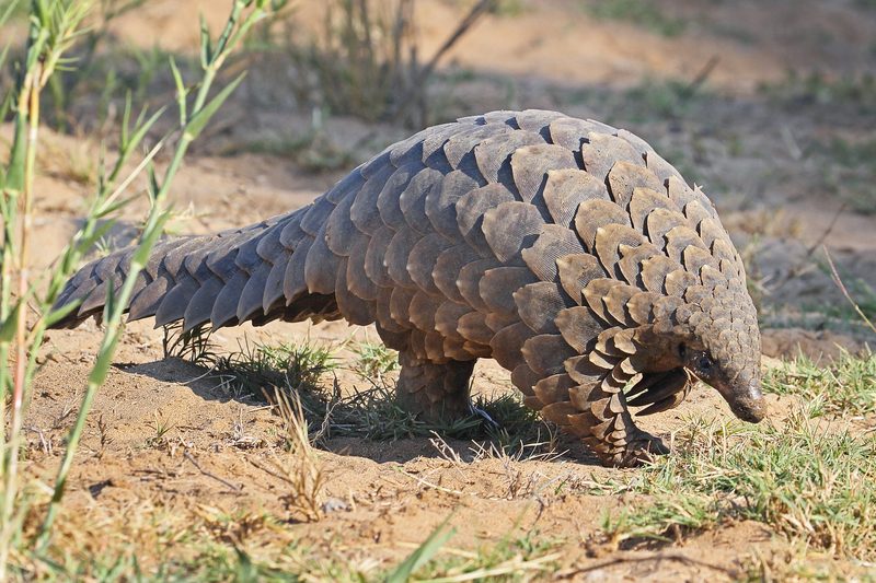 Der Pangolin: Stark bedrohtes Schuppentier