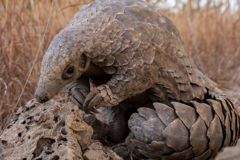 Der Pangolin: Stark bedrohtes Schuppentier