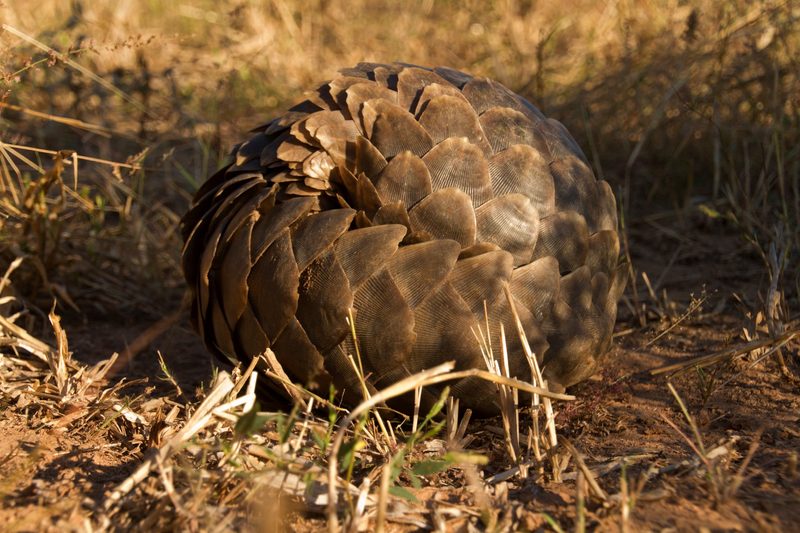 Der Pangolin: Stark bedrohtes Schuppentier