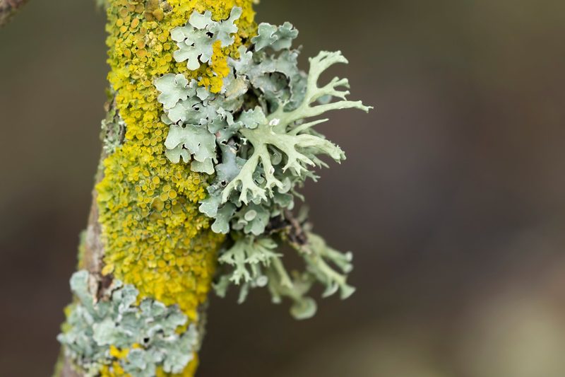 Leben im toten Baum