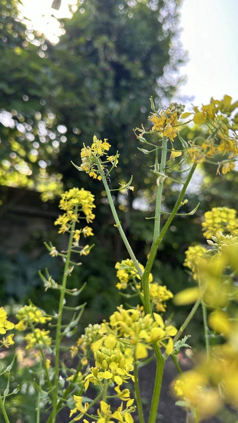 Familie Schauwecker: Wildbienengarten