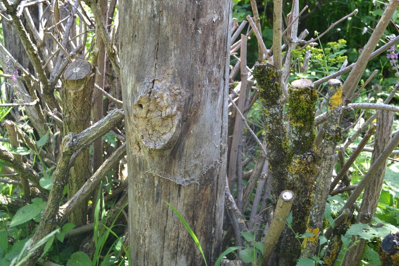 Familie Schauwecker: Wildbienengarten