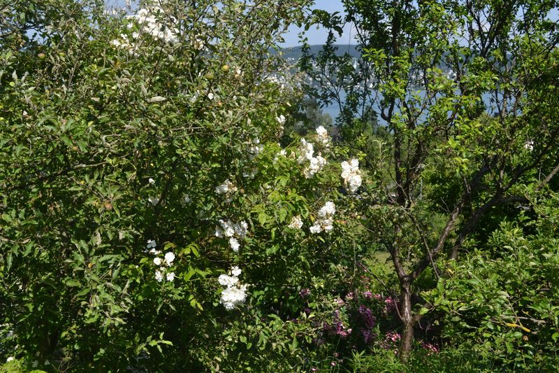 Familie Schauwecker: Wildbienengarten
