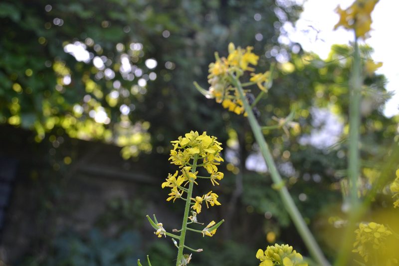 Familie Schauwecker: Wildbienengarten