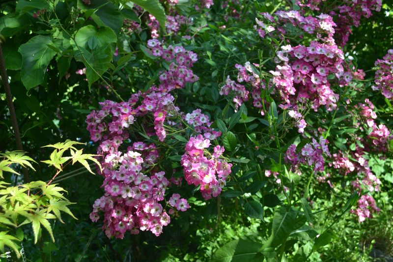 Familie Schauwecker: Wildbienengarten