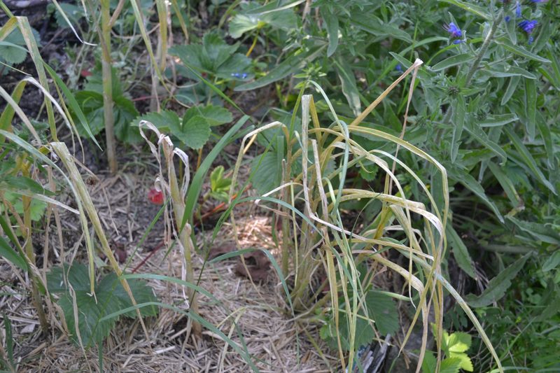 Familie Schauwecker: Wildbienengarten