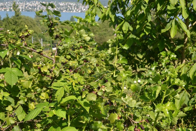 Familie Schauwecker: Wildbienengarten